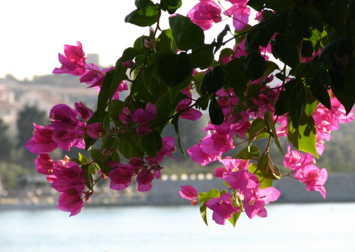 Mevsil365 Bodrum Ve Begonvil