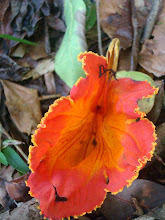 Tulipan Africano Flor