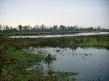 Freeman's Pools