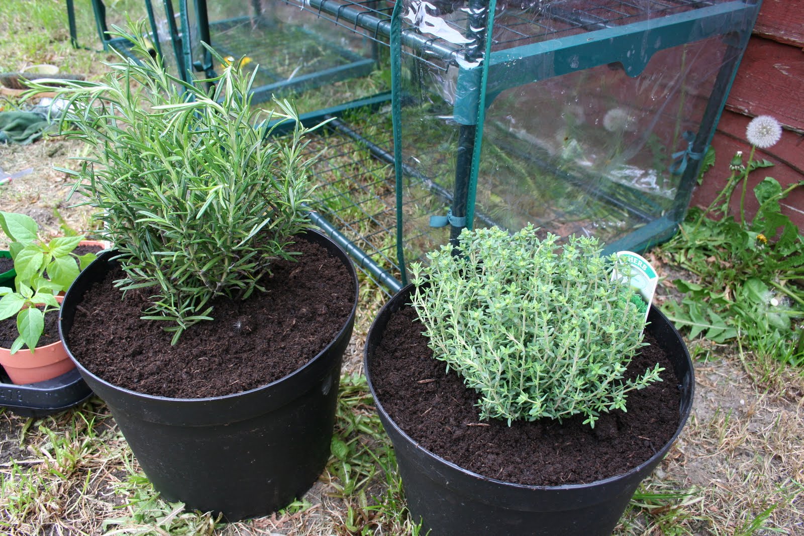 My Tiny Kitchen Garden It�s Thyme to pot on (again)