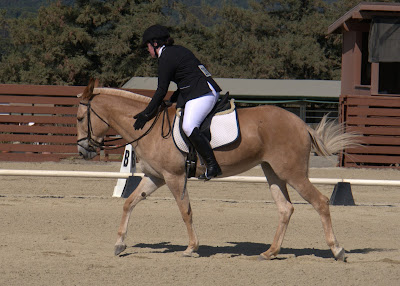 palomino dressage mule palomino dressage mule