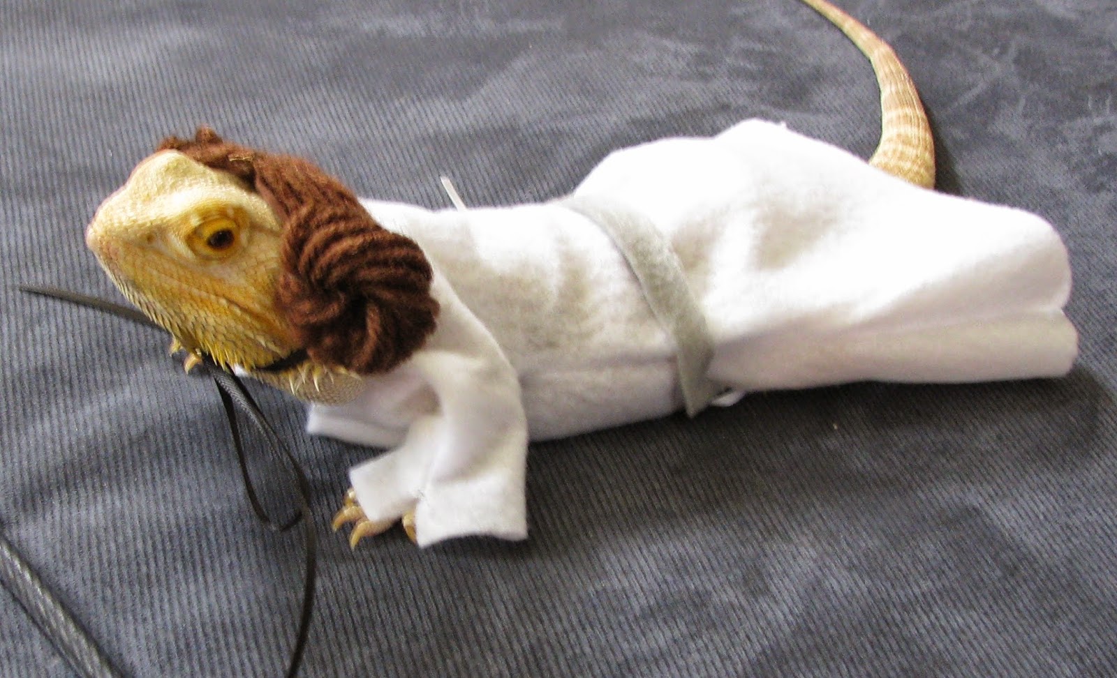 bearded-dragon-harness