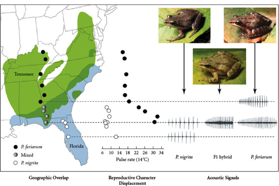 The EEB & Flow Reproductive Character Displacement or Alternative