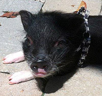 My Mini Pet Pig Blog