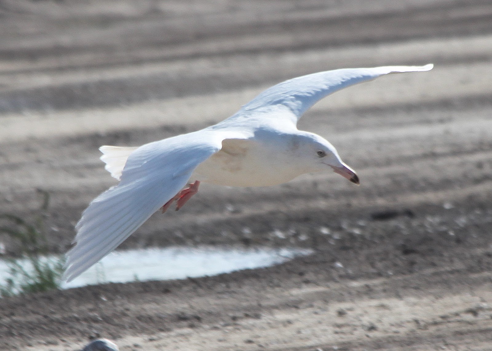 Glaucous Gull Identification