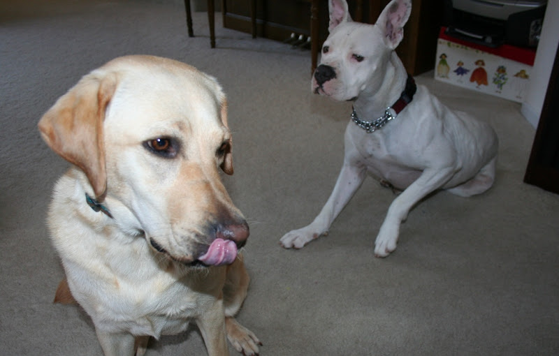 cabana sitting in the foreground, licking her lips as a sign of discomfort, francie is laying behind her