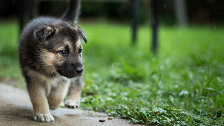 Pretty Puppies Dog HD Wallpapers