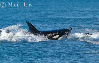 Nueva orca atacando en la Bahia Sur de Punta Norte