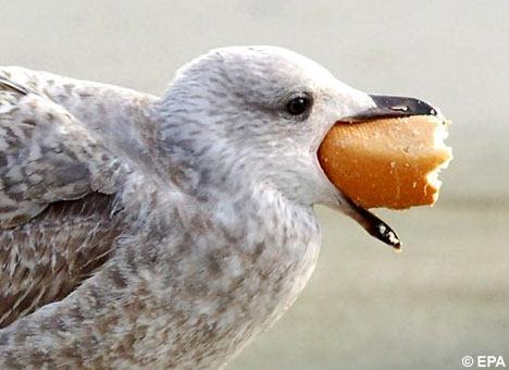 Can I Feed A Seagull Dog Food Can I Feed A Seagull Dog Food