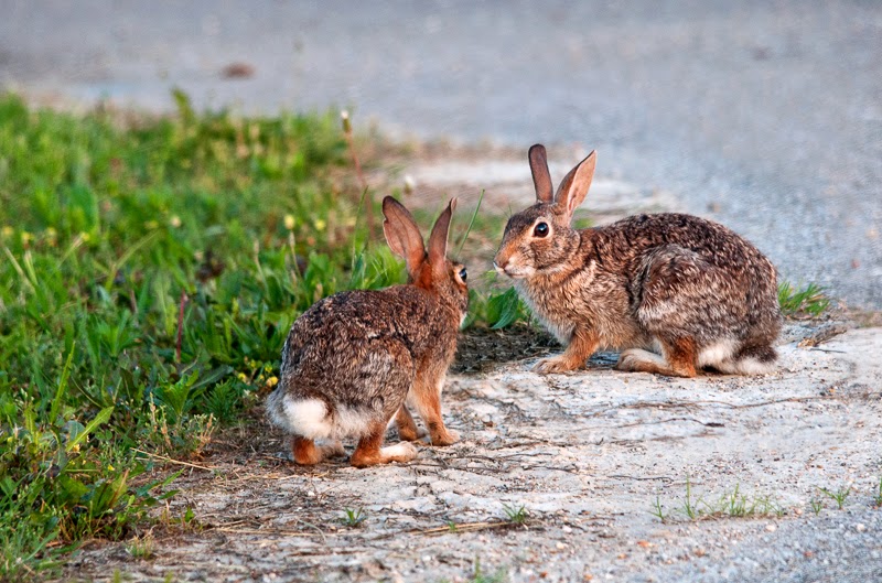 Ozark Grace Rabbit Territory