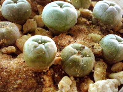 Te enseño a cultivar Peyote + Bonus Te enseño a cultivar Peyote + Bonus
