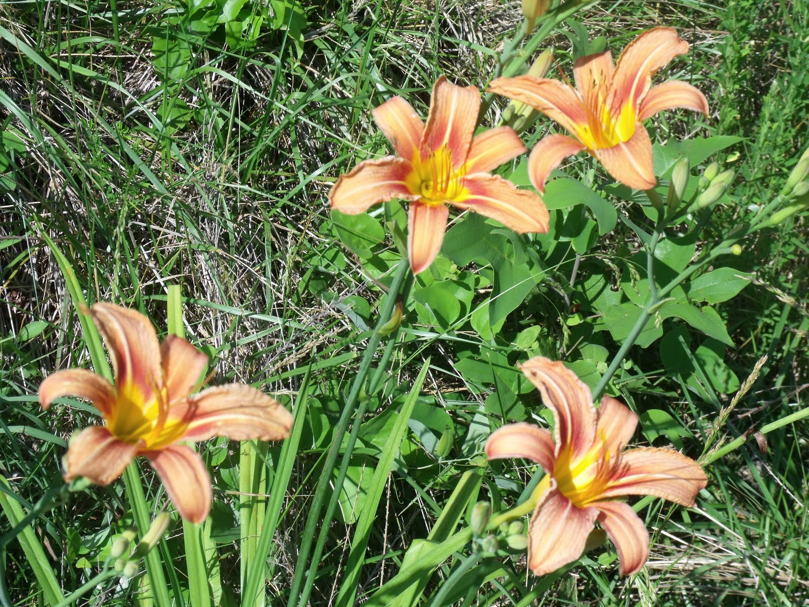 Disco Biscuits Symbol