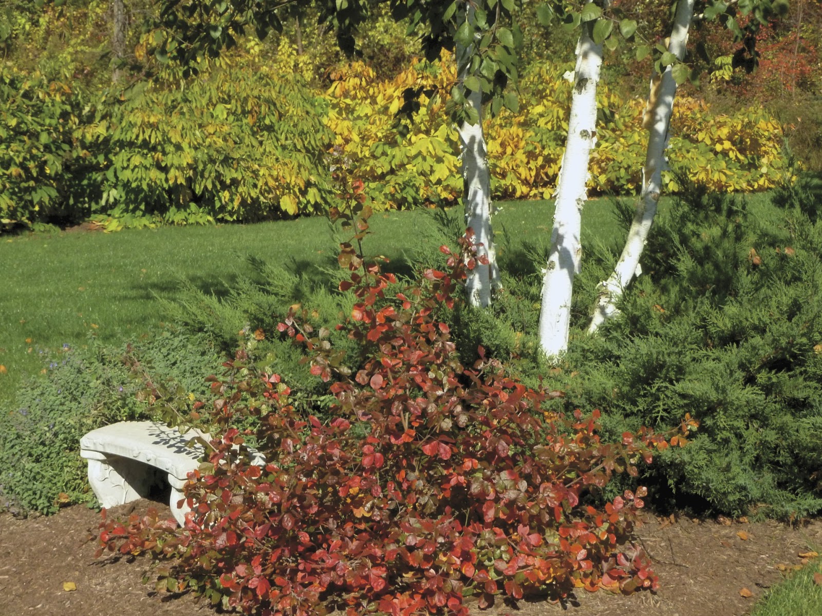 10 Midwest Plants For Instant Fall Color