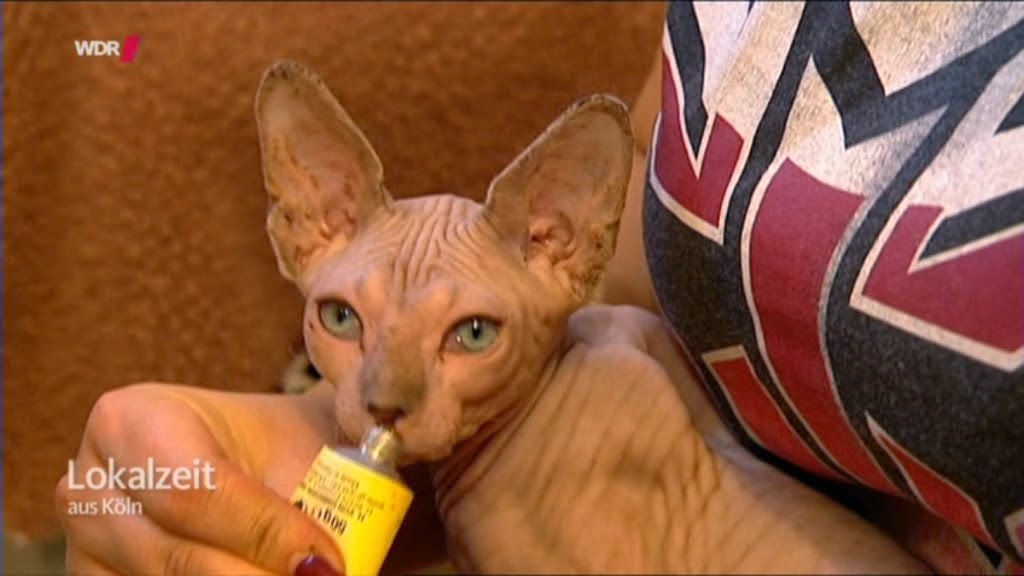 Bussgeldbescheide Nehmen Zu Bvcp