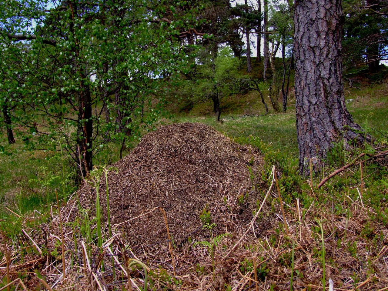 Species of UK Week 20 Wood ants ('Formica rufa' group)