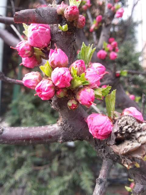 Couldnt get enough of these pink flowers