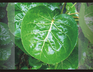 daun mangkokan