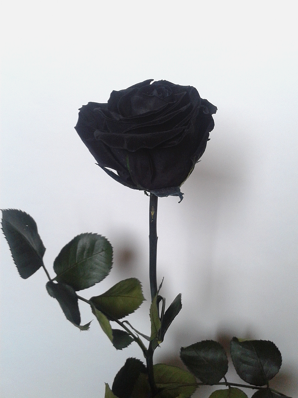 MI ROSA NEGRA