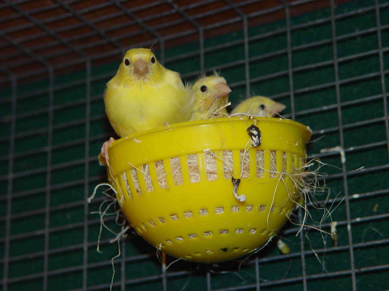 Tips Cara Ternak Budidaya Burung Kenari Terbaik Bagi Pemula