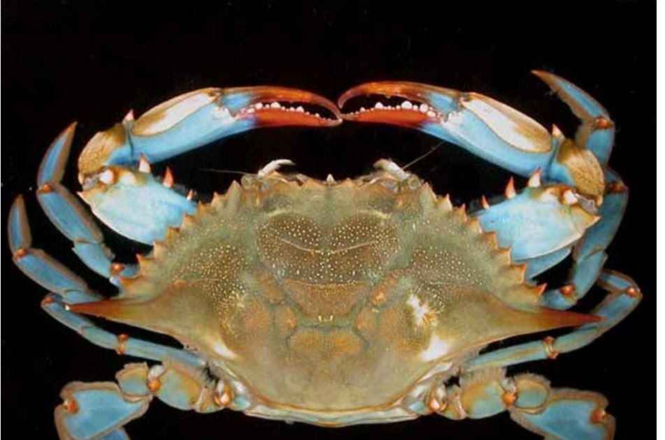 Snow Crab Love Celebrating Boston!