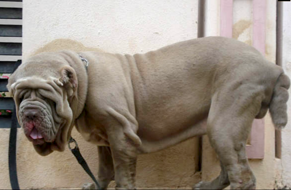 Le chien... et ce que l'homme en fait  Cadabom+rhino