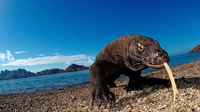 Pulau Komodo Sulawesi