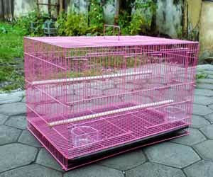 Kandang Lovebird Yang Baik Dan Benar Untuk Umbaran Ternak