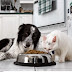 Mπορούν οι γάτες να καταναλώνουν τροφή σκύλου;