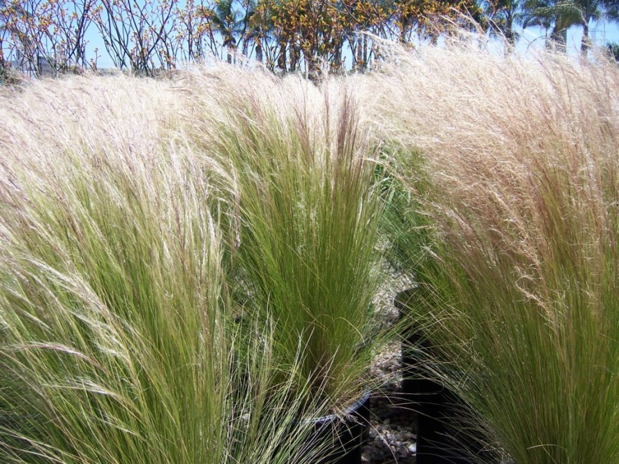 The 2 Minute Gardener Photo Mexican Feather Grass (Stipa tenuissima)