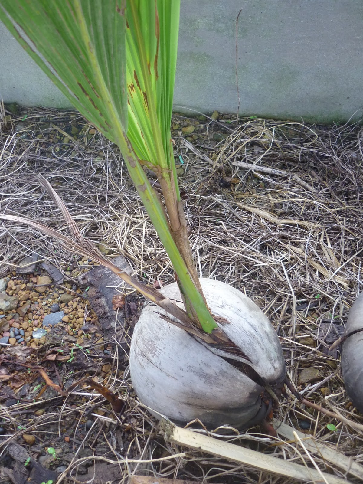 Disini dalam lingkaran ini kelapa cepat berbuah pilih tunas tumbuh