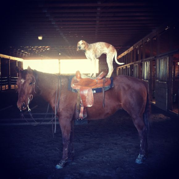 theron humphrey fotografia cachorro em cima de coisas se equilibrando maddie dog on things