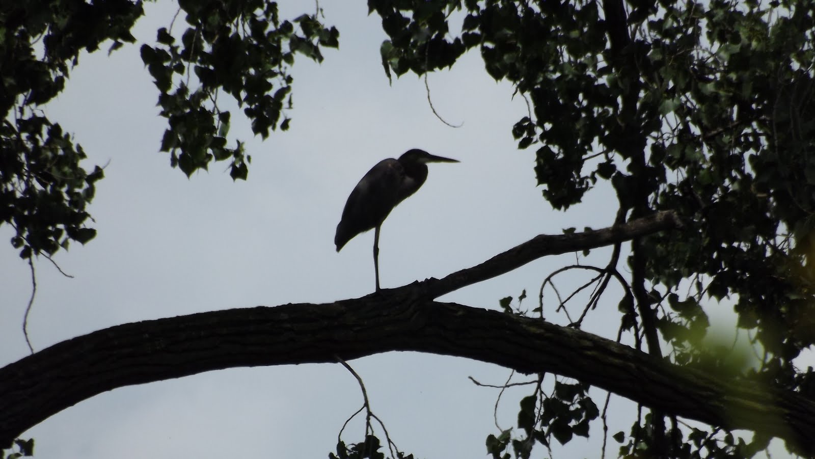 Nature on Shamrock Lane