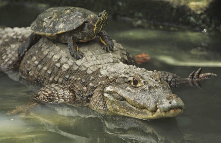 tortuga y cocodrilo