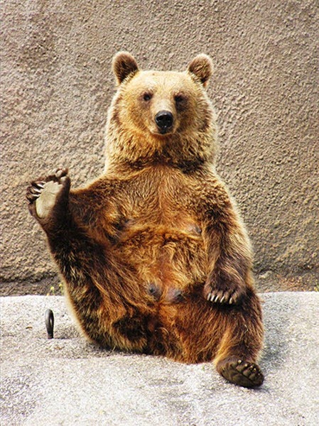 Yogi Bear Dog Name Yogi Bear Dog Name