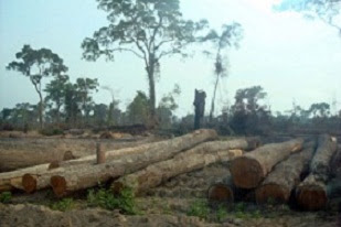 Deforestation by Vietnamese rubber plantations in Cambodia largest land-grabs ever.