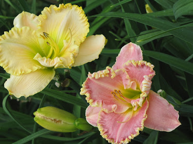 Ruffled Pink and Cream Daylilies