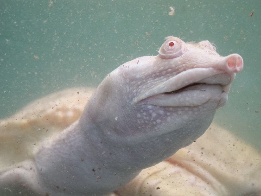 Spades &amp; Hearts 25 Albino Animals