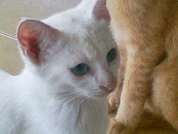 kucingku comel-AMAI/KITTY