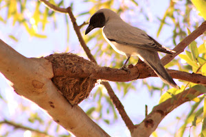 Black faced cuckoo shrike, Robe River WA