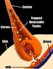 Pass A Hair Follicle Drug Test: Beating a Hair Drug Test