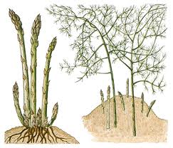 Featured image of post Botanical Asparagus Drawing Jump to navigation jump to search