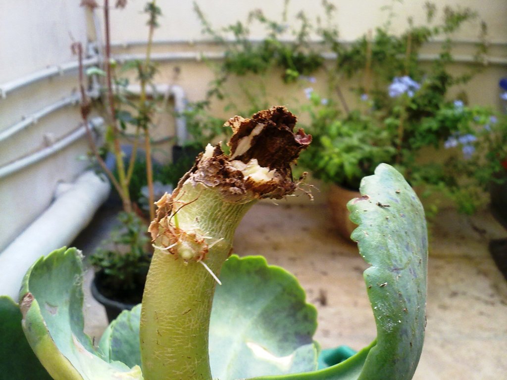 Kalanchoe Marmorata Stem Rot And What To Do About It! Green Patches Mediterranean Gardening