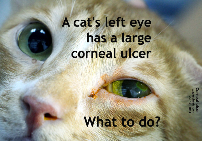 2010vets 1032. A pair of "conjunctivitis" cases corneal ulcers