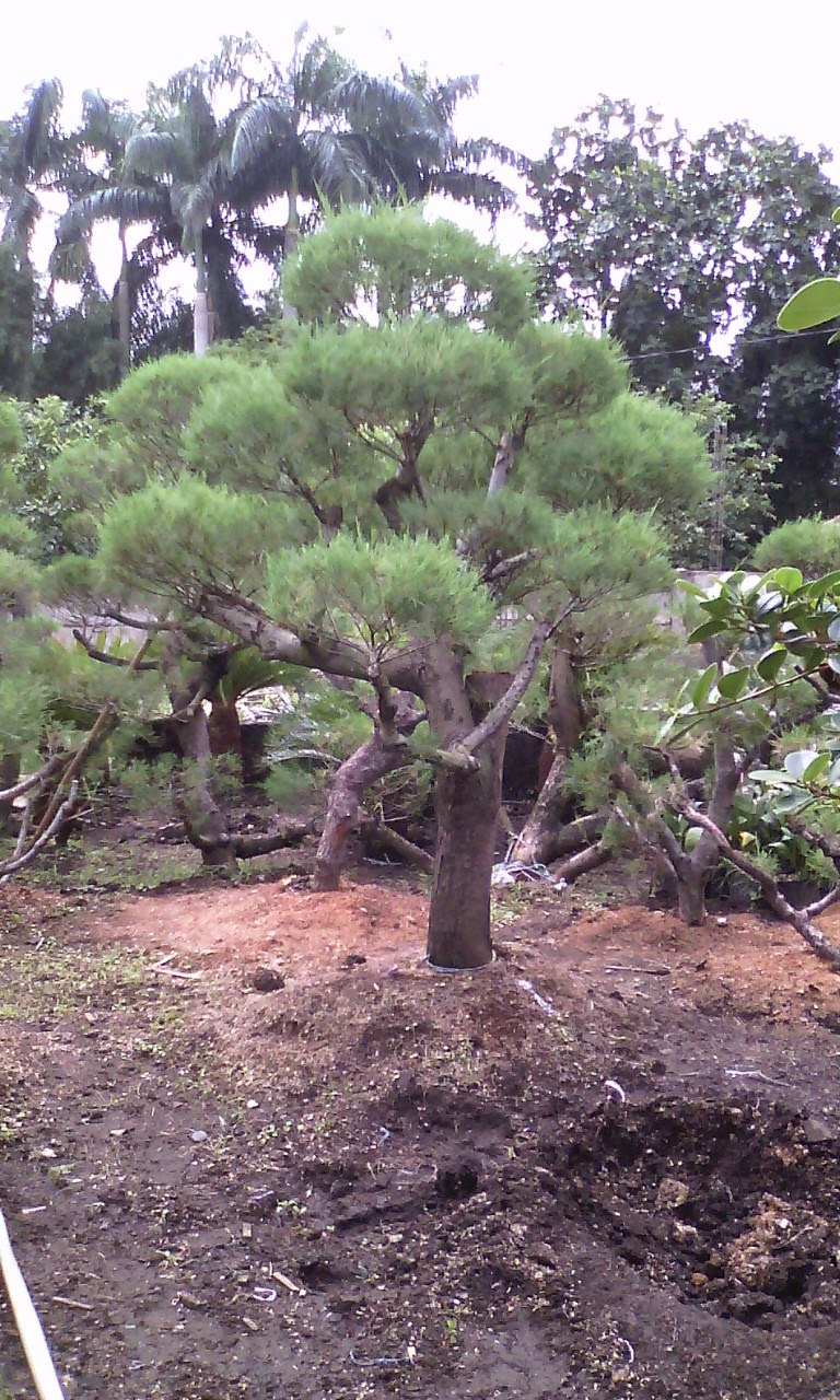Cemara Udang Bonsai - Tukang Taman - JUAL TANAMAN HIAS ...