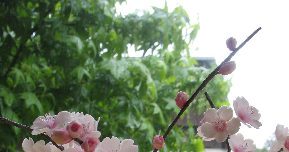 Shaile's Edible Art Cherry Blossoms are blooming