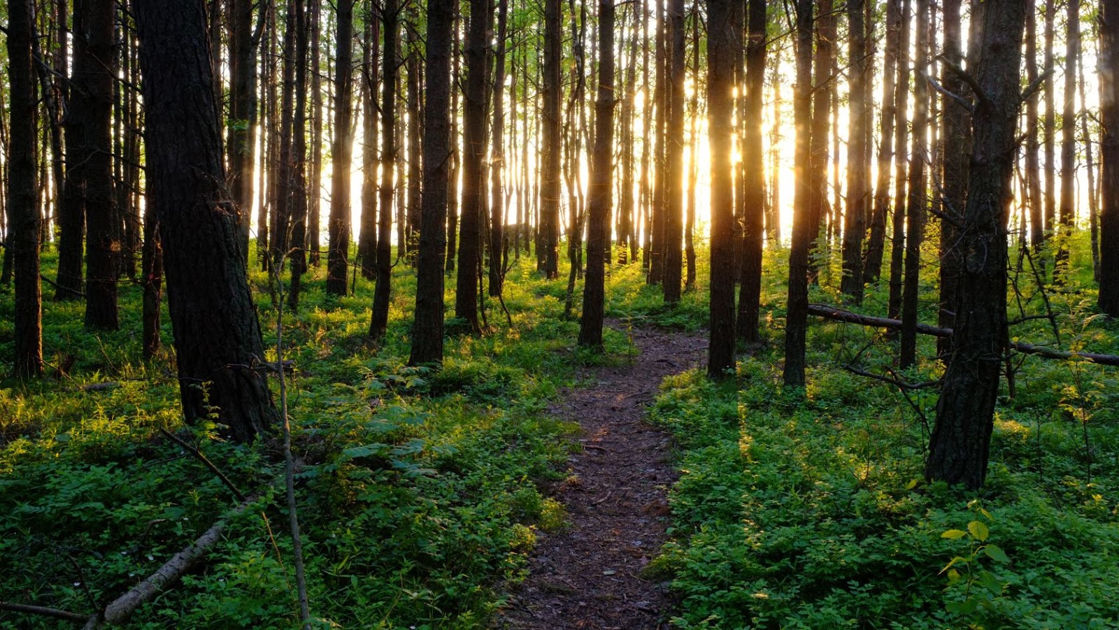 Estonia Paradise of the North Estonia is the Eighth Most