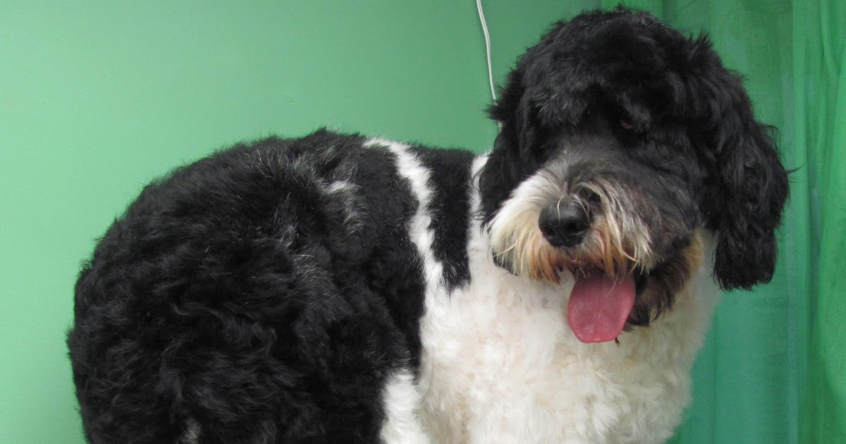 best clippers for portuguese water dog