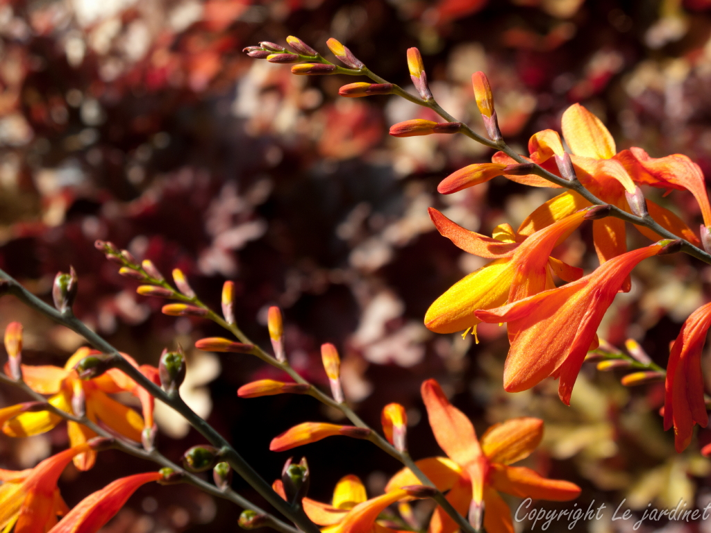 Plant Inventory At 20 Timothy Salix Integra Dappled Willow
