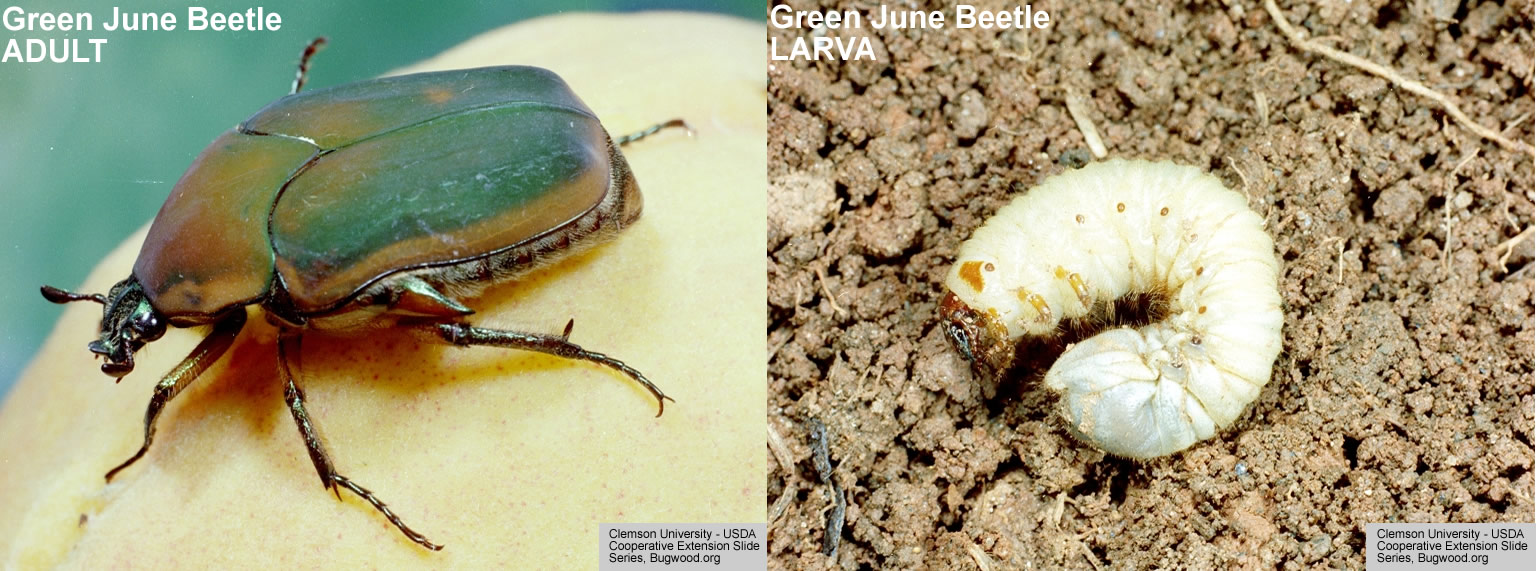 Beneficial Bug Blog GrubKilling Wasps For Your Lawn