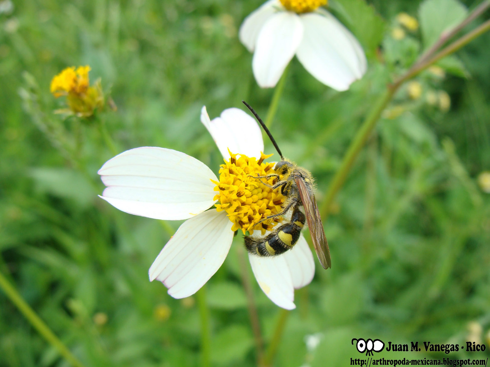 ARTHROPODA MEXICANA Avispa Scoliidae